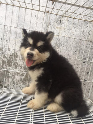 Car Pictures Alaskan Malamute Puppy