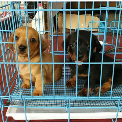 tekel / dachshund puppies