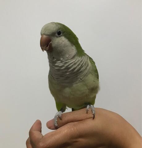 Terjual Burung Parrot Paruh Bengkok Quaker Parrot Monk Parakeet Kaskus