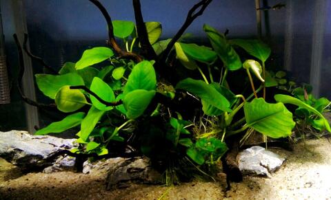 Terjual Aquascape Nano Tank Low Tech Kaskus