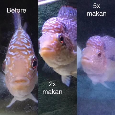 Pellet Louhan Import & Lokal High Class