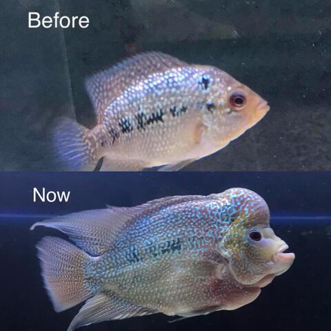 Pellet Louhan Import & Lokal High Class