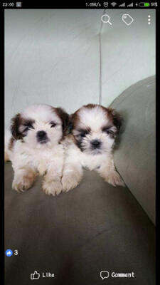 shihtzu puppies stb