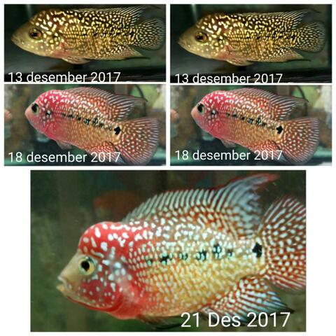 Pellet Louhan Import & Lokal High Class