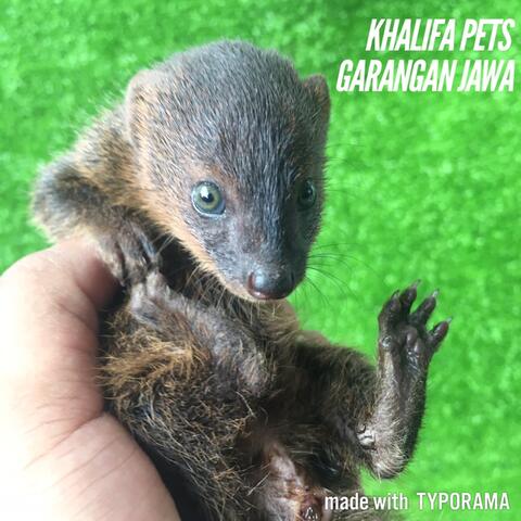 Terjual Jual Garangan Jawa Musang Pandan Musang Murah Kaskus