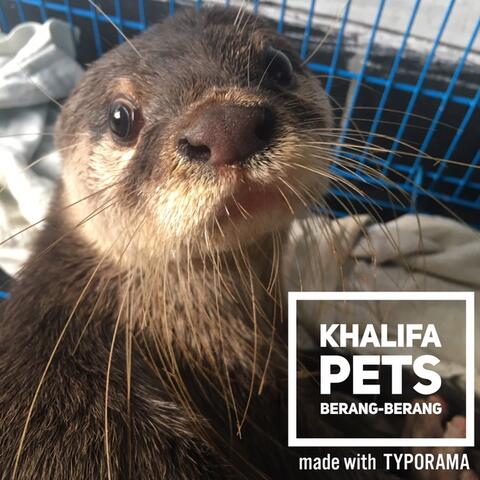 Terjual Jual Berang Berang Jual Otter Jual Berang2 Kaskus