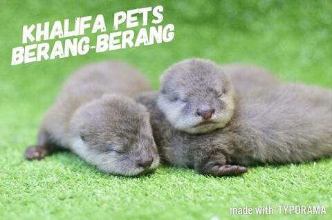 Terjual Jual Berang Berang Jual Otter Murah Jakarta Kaskus
