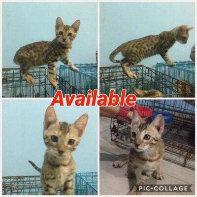 jual kitten bengal non ped kaskus jual kitten bengal non ped kaskus