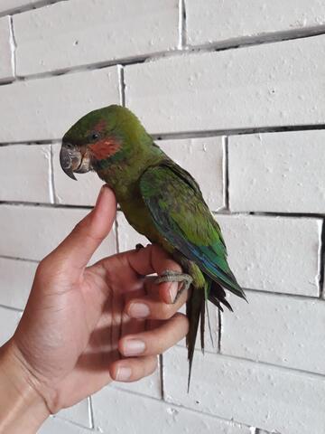 Terjual Burung Betet Kaskus