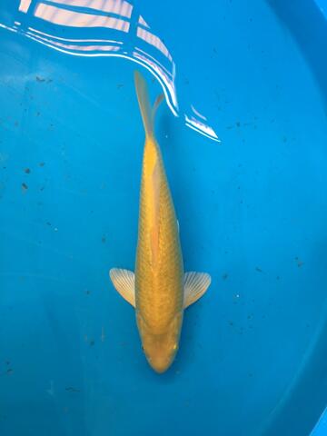 dijual koi karasi ginrin blink-blink