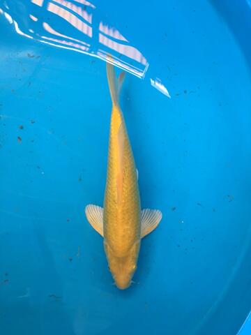 dijual koi karasi ginrin blink-blink