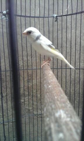 Terjual Burung Kenari Panda Gacor Kaskus