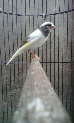 Terjual Burung Kenari Panda Gacor Kaskus