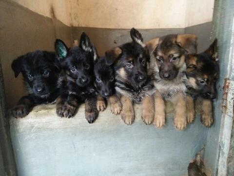 eastern european german shepherd breeders