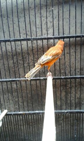 Terjual Burung Kenari Gacor Kaskus