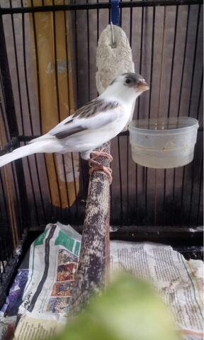 Terjual Burung Kenari Panda Kaskus