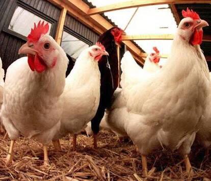 80+ Gambar Ayam Dan Bebek Paling Bagus 80+ Gambar Ayam Dan Bebek Paling Bagus