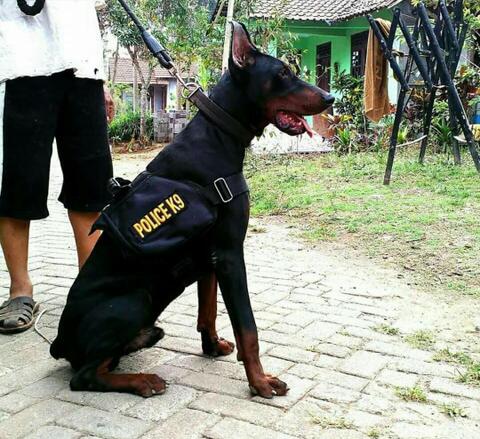 doberman dog breeders