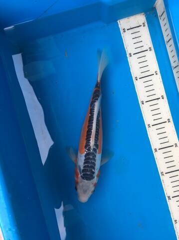 ikan koi shusui jossss