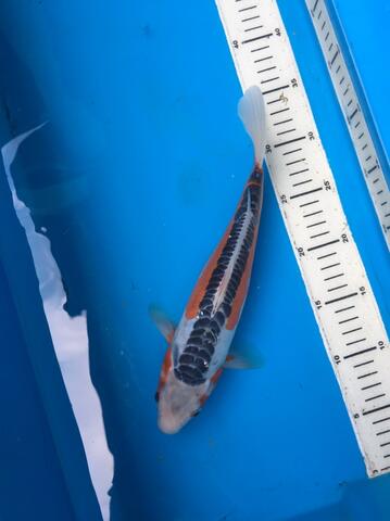 ikan koi shusui jossss