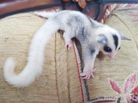 Terjual Joey Sugar Glider Mosaic Het Leucistic Kaskus