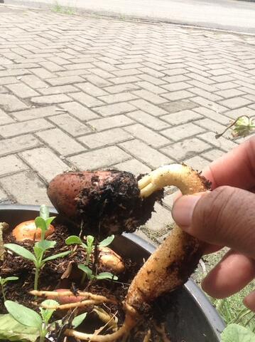 Jual Biji Duren Montong yg Sudah Bertunas Siap Tanam