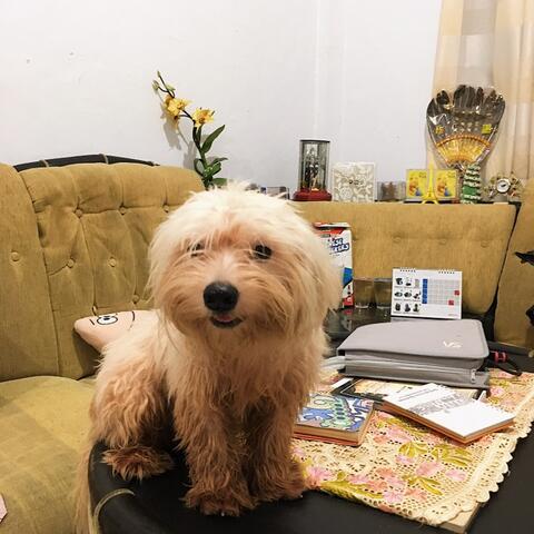Anjing/Doggy Shitzu/Shitsu Original (No Mix)