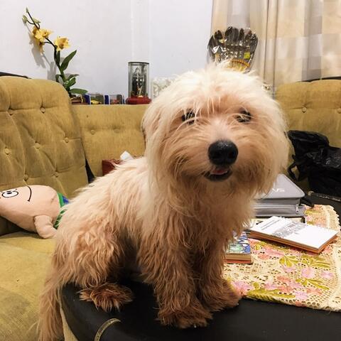 Anjing/Doggy Shitzu/Shitsu Original (No Mix)