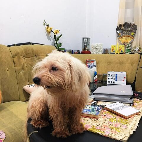 Anjing/Doggy Shitzu/Shitsu Original (No Mix)