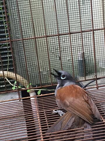 Download 88 Gambar Burung Poksay Paling Unik Gambar Burung