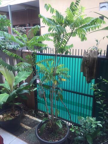 bibit belimbing wuluh seedling tinggi 1m (3th)