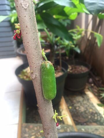 bibit belimbing wuluh seedling tinggi 1m (3th)