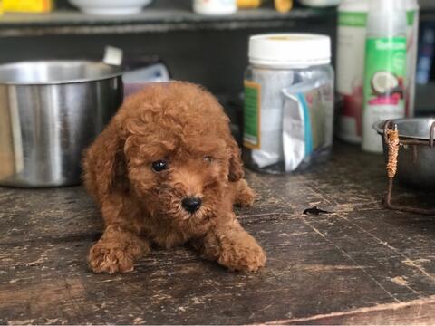 Terjual Red Toy Poodle Puppies Dob 11 March Surabaya Kaskus