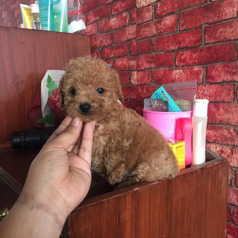 red toy poodle murah