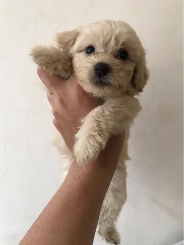 maltese cross poodle puppies