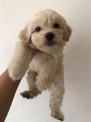 maltese cross poodle puppies
