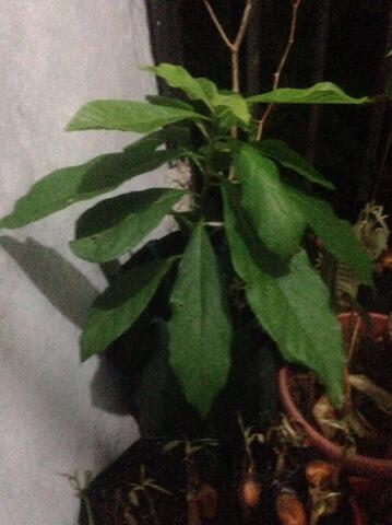 Bibit Alpukat Tinggi 30 Cm Hasil Nanam Dari Biji