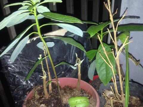 Bibit Alpukat Tinggi 30 Cm Hasil Nanam Dari Biji