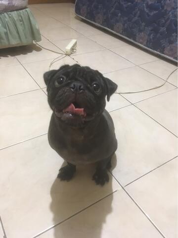 31++ Anjing pug hitam new