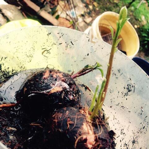Jual Bibit Buah Alpukat Unik dengan 3 Tunas Dalam 1 Biji.