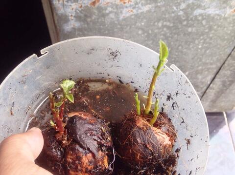 Jual Bibit Buah Alpukat Unik dengan 3 Tunas Dalam 1 Biji.