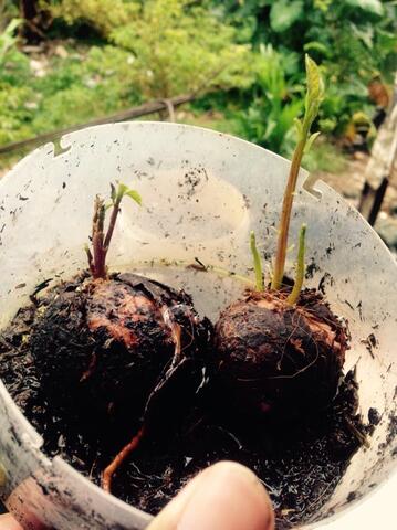 Jual Bibit Buah Alpukat Unik dengan 3 Tunas Dalam 1 Biji.
