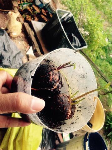 Jual Bibit Buah Alpukat Unik dengan 3 Tunas Dalam 1 Biji.