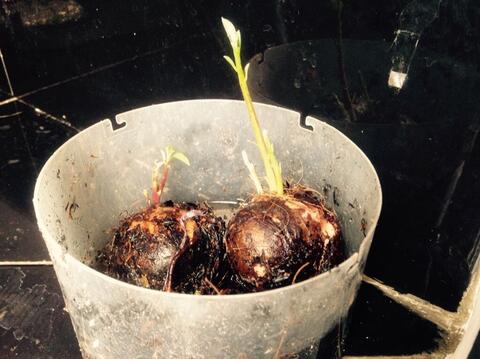 Jual Bibit Buah Alpukat Unik dengan 3 Tunas Dalam 1 Biji.