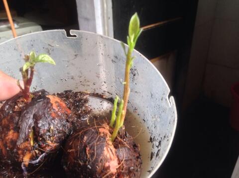 Jual Bibit Buah Alpukat Unik dengan 3 Tunas Dalam 1 Biji.