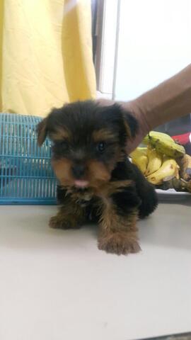 yorkshire mini puppies (jantan only)