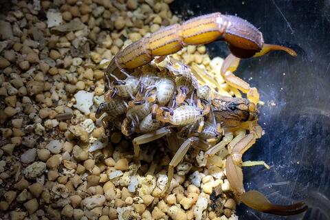 Jual anakan Kalajengking Hottbaikta +\- 1cm