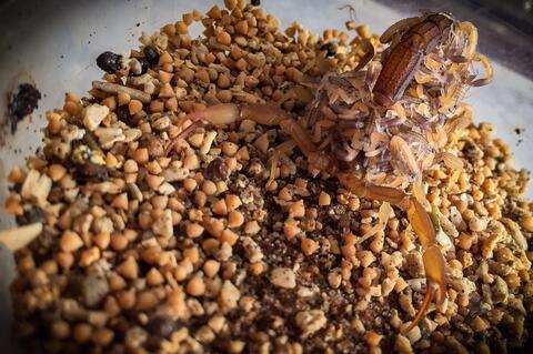 Jual anakan Kalajengking Hottbaikta +\- 1cm