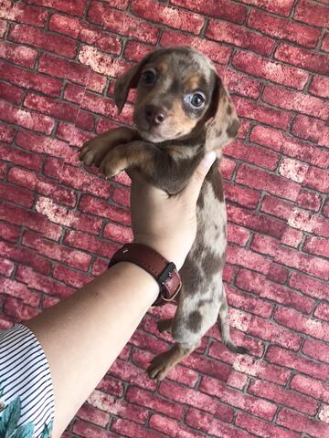 teckel jantan red daple puppies