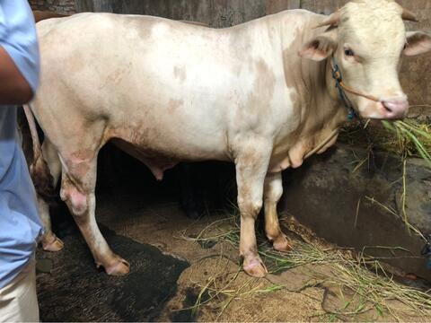 Terjual Jual Hewan Qurban Sapi Kambing Penggemukan Kaskus